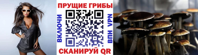 где можно купить наркотик  Слюдянка  Псилоцибиновые грибы прущие грибы 